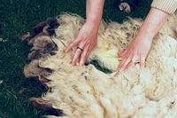 Sorting a Jacob fleece